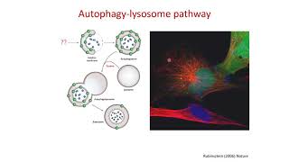 Autophagy and Neurodegeneration: Autophagy-lysosome Pathway in Neurodegenerative Disease