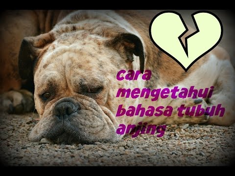 Video: Panduan Membaca Bahasa Tubuh Anjing Anda