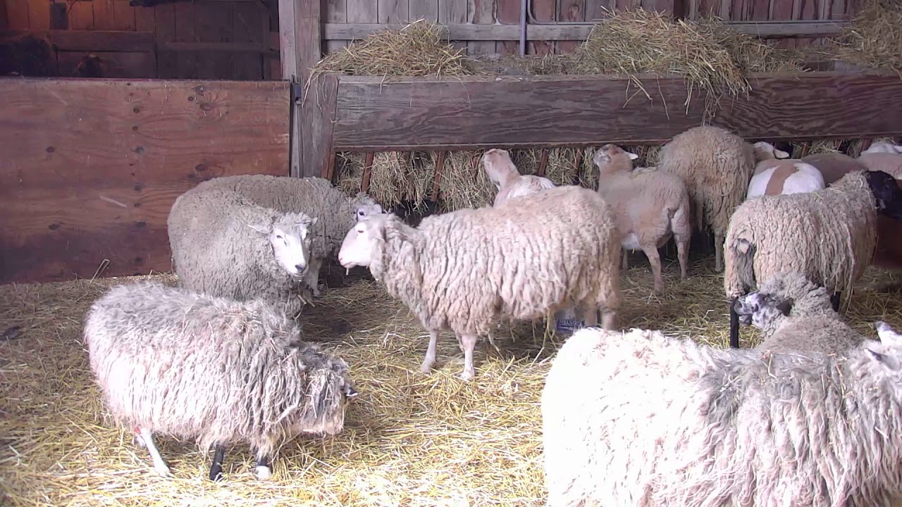 Sheep Barn Cam 01-30-2018 