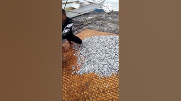 Fresh sardines fish #shorts #fresh #sardines