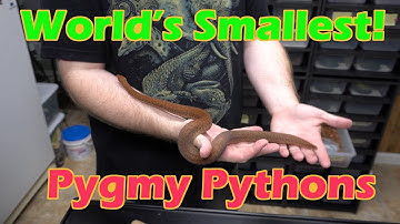 Tiniest Pythons in the World! Pygmy Python Care and Husbandry - Anthill, Antaresia Python