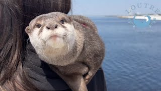 That Otter Got The Wrong Guy