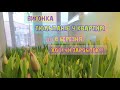 Вирощування тюльпанів до 8 березня в квартирі все від посадки до цвітіння