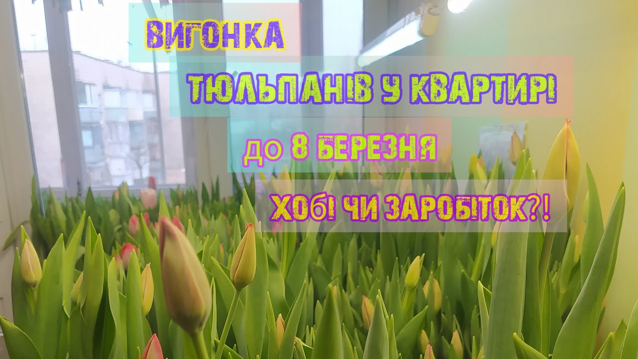 Вирощування тюльпанів до 8 березня в квартирі все від посадки до цвітіння.