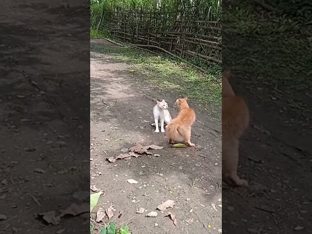 SUARA KUCING AKAN BERKELAHI class=