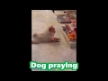 intelligent Dog praying God.