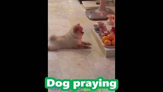 intelligent Dog praying God.