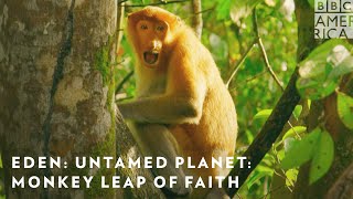 Download lagu Monkey Leap of Faith: ‘Eden: Untamed Planet’ Sneak Peek 🐒 Premieres July 24 on BBC America & AMC