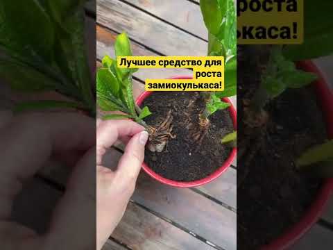 🌿ЗАМИОКУЛЬКАС будет расти очень быстро! Обязательно попробуйте!