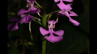 On The Ground W Eric C., Garrard Co. 4-H Yd Agent Purple Fringeless Orchid Platanthera Peramoena