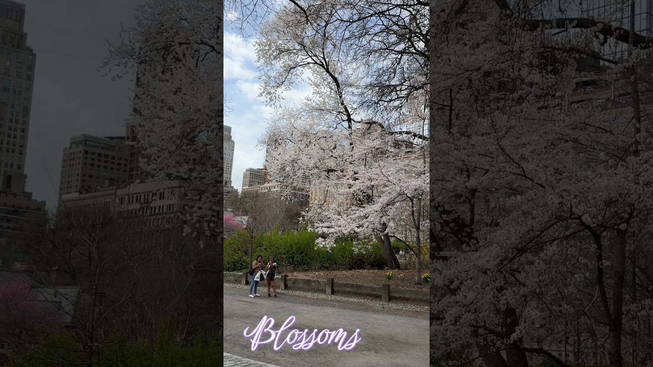 Spring is blooming in NYC #nyc #travel #explore