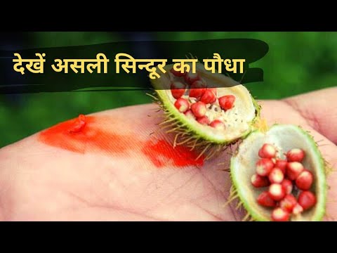 देखें असली सिंदूर का पौधा||ज़ाने कैसे बनाया जाता है सिंदूर||Vermillon/Sindoor Plant