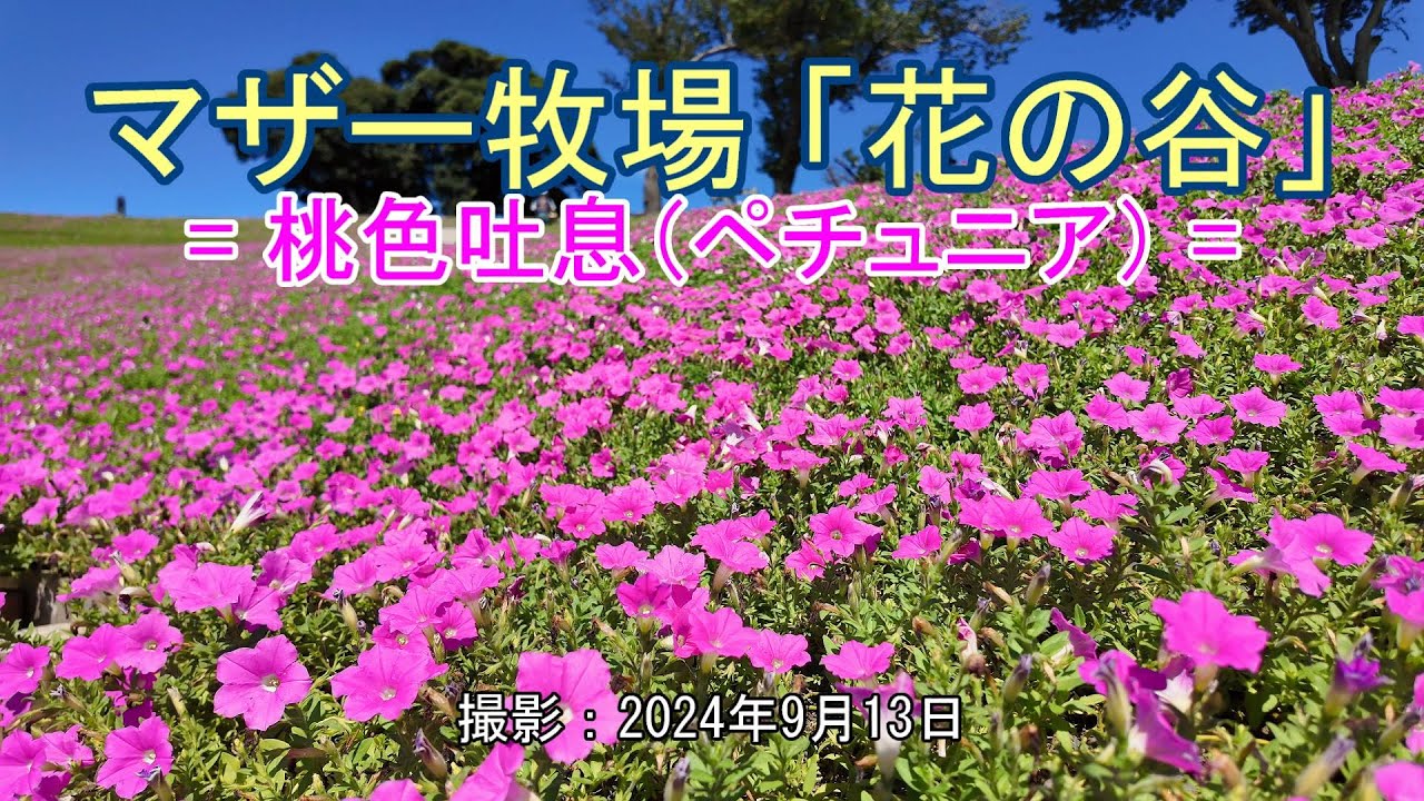 マザー牧場「花の谷」= 桃色吐息（ペチュニア）= [4K] Mother Farm