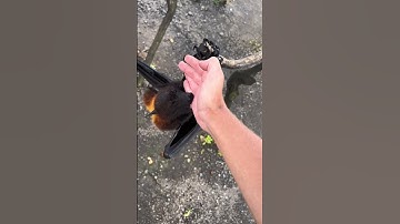 When a Flying Fox Gets Too Friendly #wildlife #animals #bat #bali