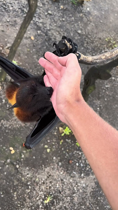 When a Flying Fox Gets Too Friendly #wildlife #animals #bat #bali
