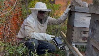 Download Mp3 Oxalic Acid Treatments for Honeybees  with Original Lorobbees Vaporizer.  Varroa Mite Treatments Gudang lagu Download Mp3 Oxalic Acid Treatments for Honeybees  with Original Lorobbees Vaporizer.  Varroa Mite Treatments