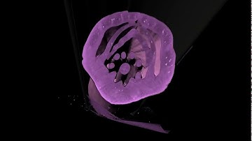 3D animation using the Bruker Skyscan 1276 Micro-CT platform | Lachlan Whitehead