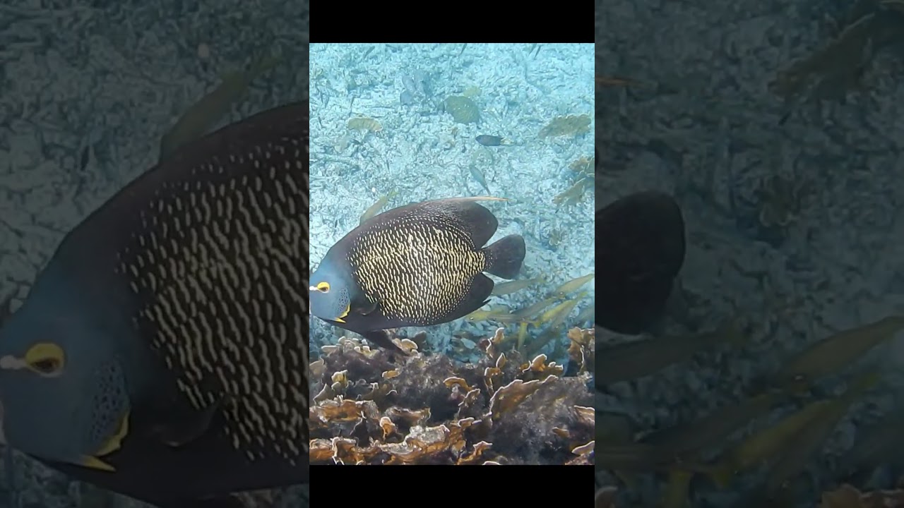 Swimming with French Angelfish, Bonaire 