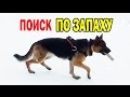 Немецкая овчарка - поиск предмета по запаху, выборка вещи