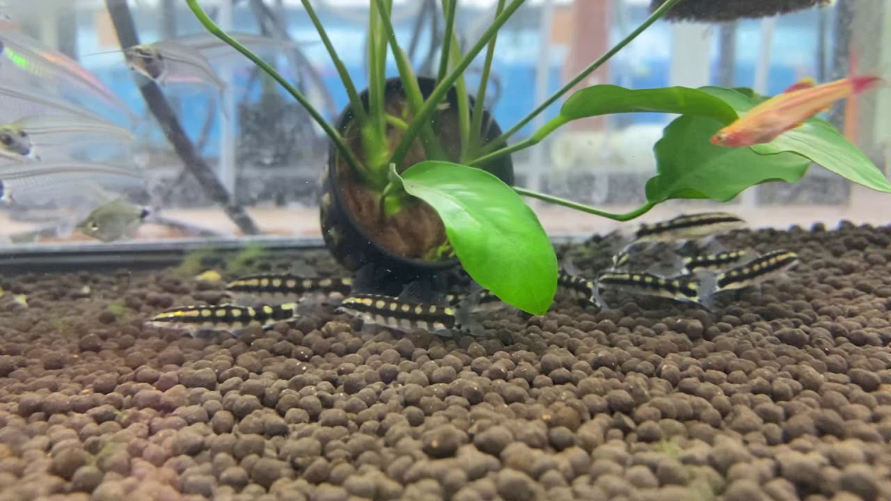 Dwarf Chain Loach - Ambastaia sidthimunki