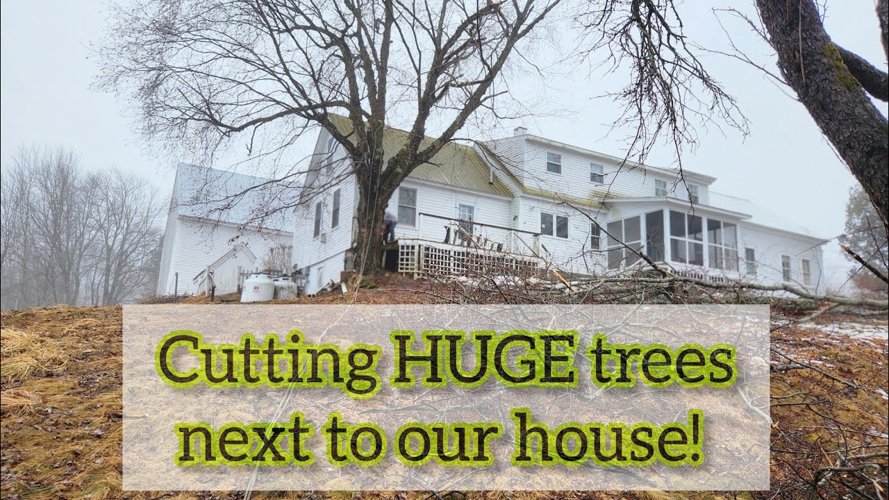 Cutting down HUGE trees next to our house! - YouTube