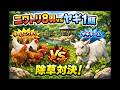 ニワトリとヤギの除草対決！除草能力が高いのはどっちだ!?最強の矛VS矛対決‼【実験】
