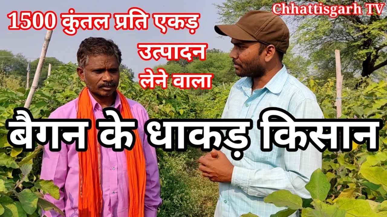 पंद्रह सौ कुंतल प्रति एकड़ बैगन की उपज लेने वाला बैगन के धाकड़ किसान देवनाथ साहु छत्तीसगढ़ टीवी