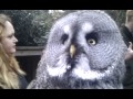 Marshall the dramatic Owl.....cute!