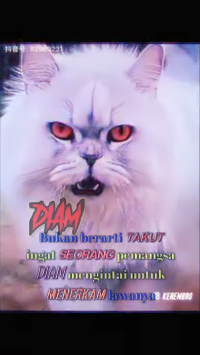 viral story wa kucing keren sangar v3. diam