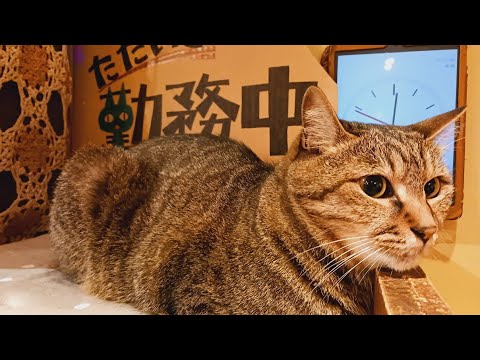 2025.7.11【Cat Live Stream】看板猫かもめの『ただいま勤務中』