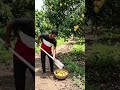 🥭 आम तोड़ने का देसी जुगाड़! Amazing Mango Harvesting Trick 😱 #shorts