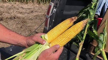 Nitrogen Efficiency on Corn