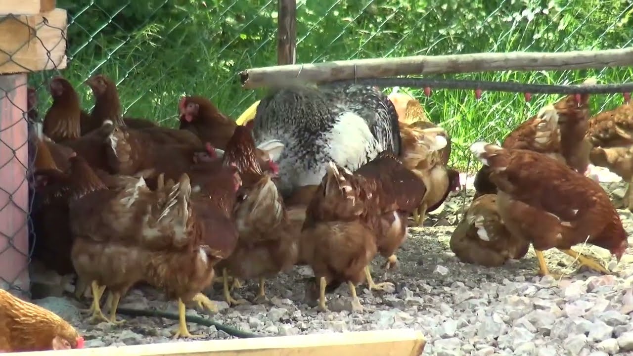 200 koka nosilica i četiri horoza u kokošinjcu od 36 kvadrata