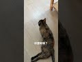 貓咪強大的生理時鐘😎#寵物 #cat #貓咪 #貓 #貓咪日常
