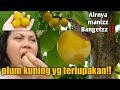 AKHIRNYA!! MERASAKAN JUGA PLUM KUNING YANG MANIZZ BGT!!