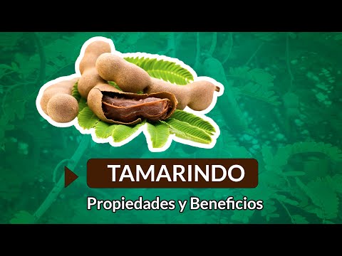 Vídeo: Tamarindo: Propiedades útiles Y Cultivo De Tamarindo. El Uso De Tamarindo
