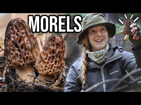 Video: Morel nấm có giá trị gì?
