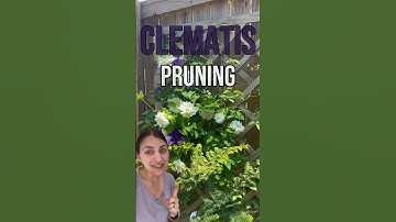 The easy way to know how to prune your clematis #gardening