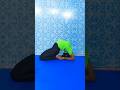 Extreme backbend purna ustrasana (advanced yoga practice) #purnaustrasana #advanceyoga #yoga