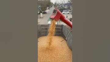 Automatic corn kernel separation