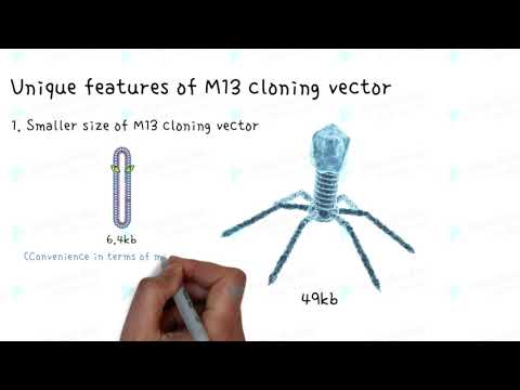 Video: Perbedaan Antara YAC Dan M13 Phage Vector