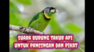 suara burung takur api untuk pancingan atau pikat