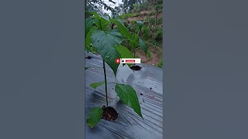 perbedaan pemupukan cabe di musim kemarau