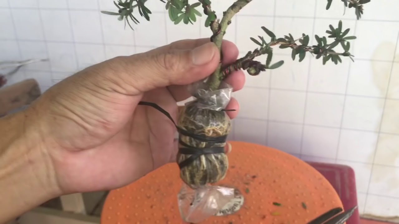 Cây bonsai từ cành chiết - dành cho người mới biết chơi - youtube