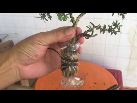 Video Cây bonsai từ cành chiết - dành cho người mới biết chơi - youtube