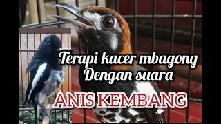 TERAPI AMPUH KACER MBAGONG DENGAN SUARA ANIS KEMBANG