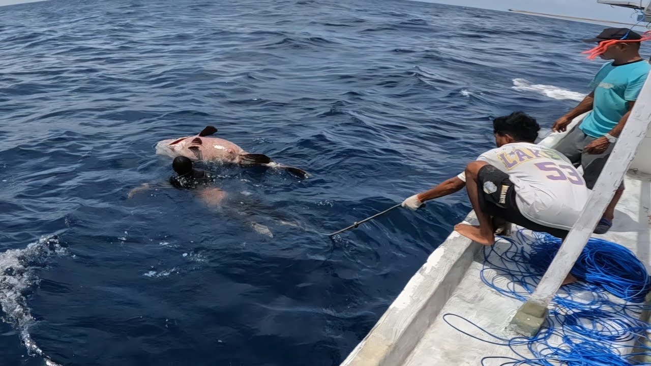 Amazing! Ngeri nekat terjun untuk ikan kerapu 150kg!