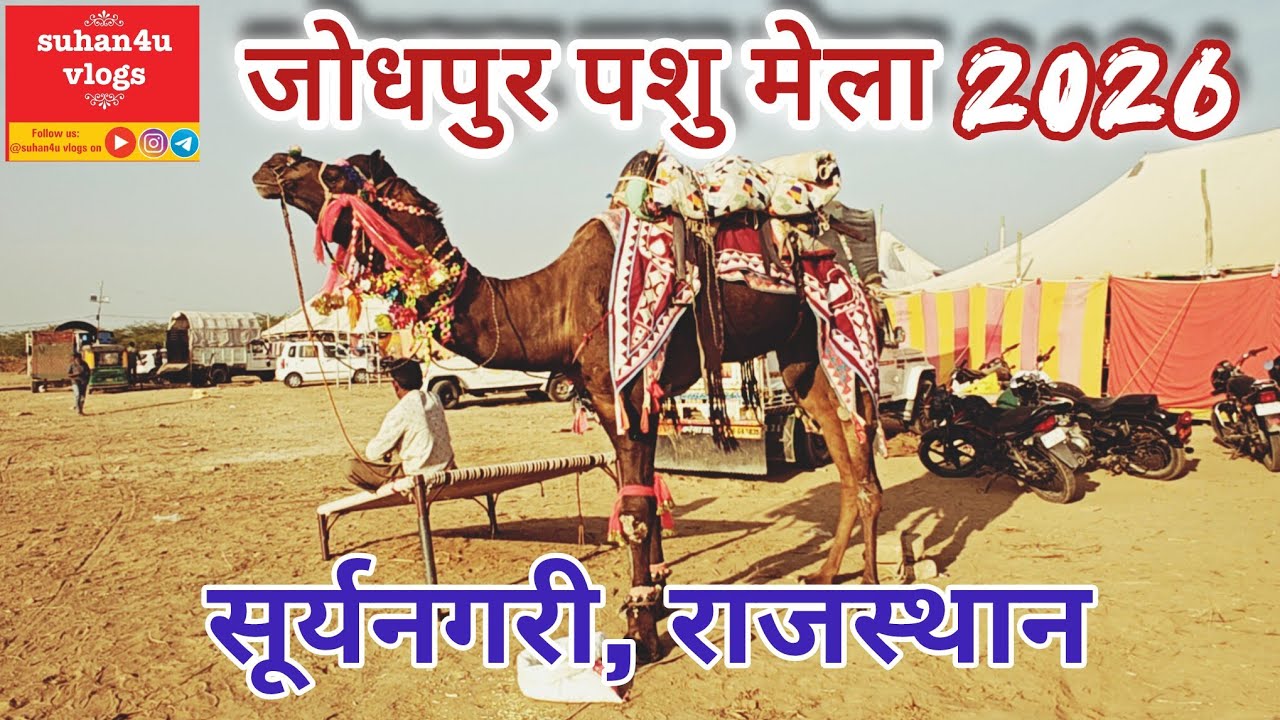 Jodhpur Pashu Mela 2026: Biggest Cattle Fair of Rajasthan! 🐪 | Amazing Marwari Horses & Camels |