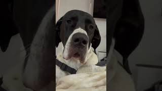 Dogs Dislike Random Leash Accessories For No Reason