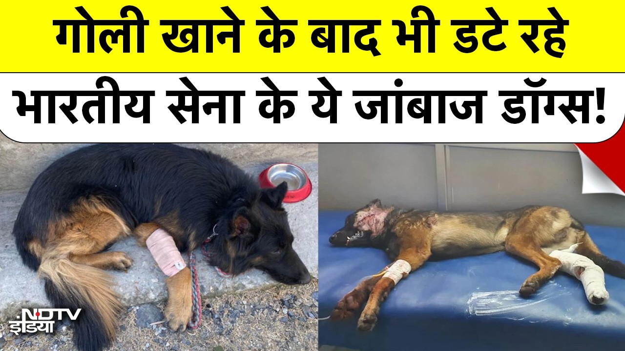 Kishtwar Operation: Indian Army Dog Tyson ने Terrorists को मार गिराया, K9 Unit की बहादुरी